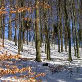 0306S 01 Wald Haxtergrund